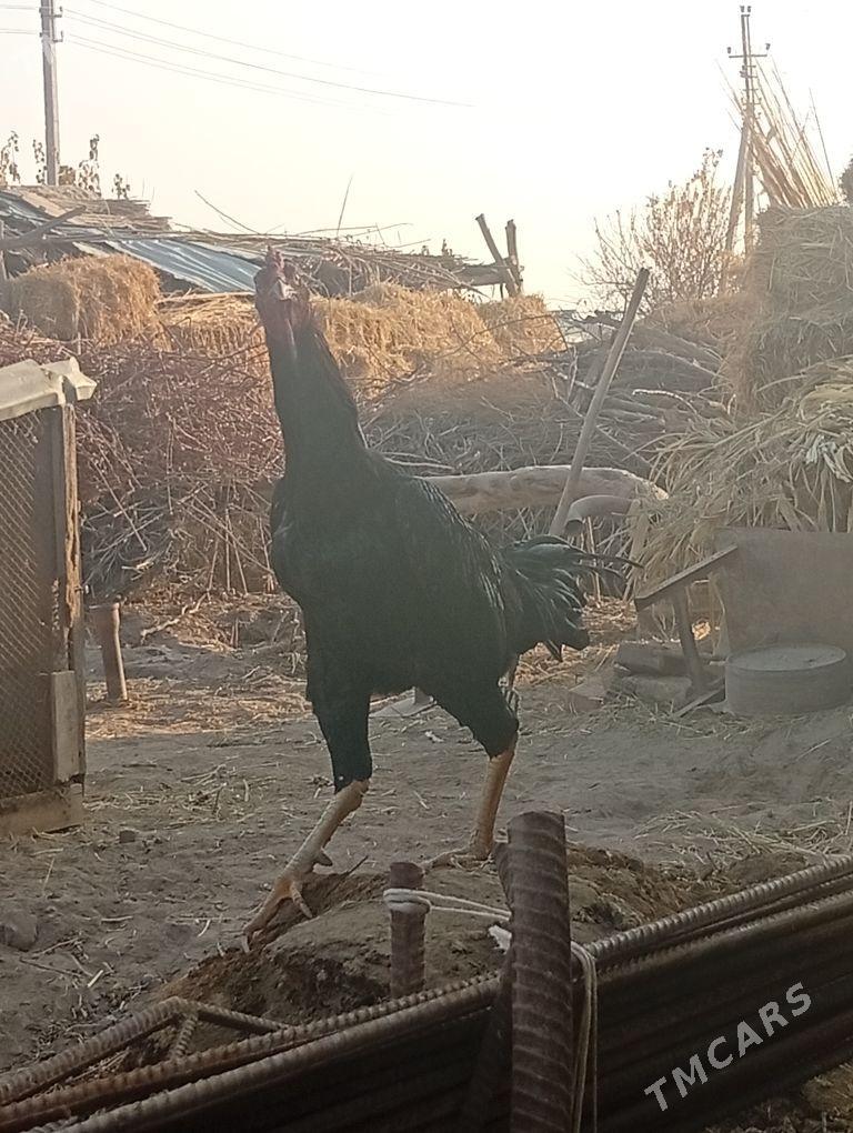 bayes horaz - Farap - img 4