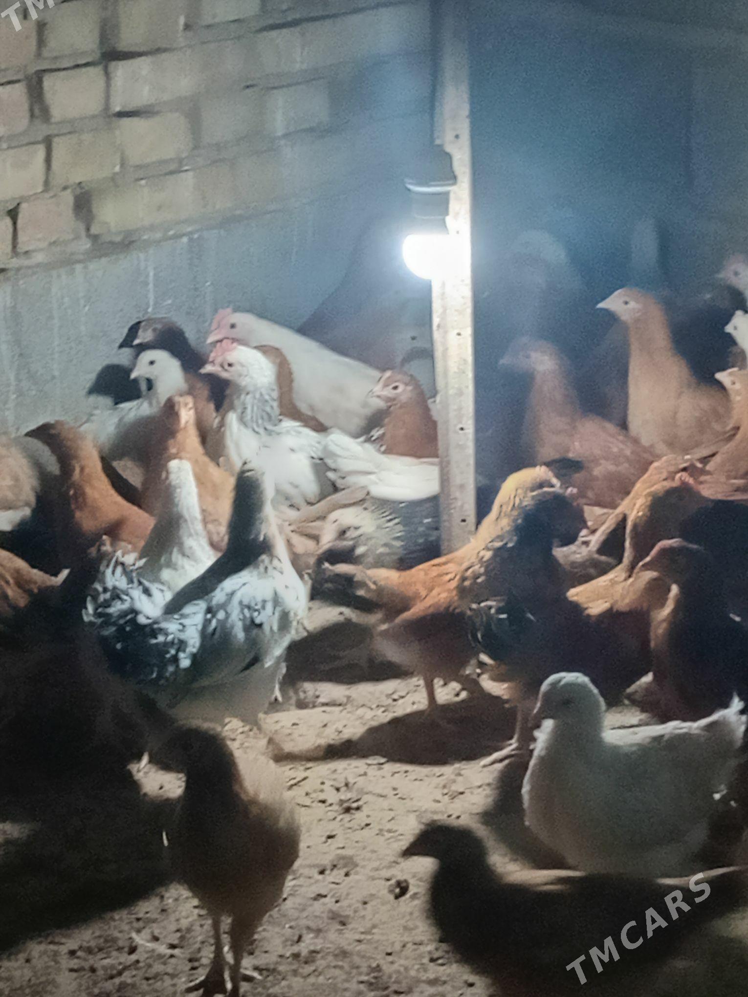 jüje - Kaka - img 3