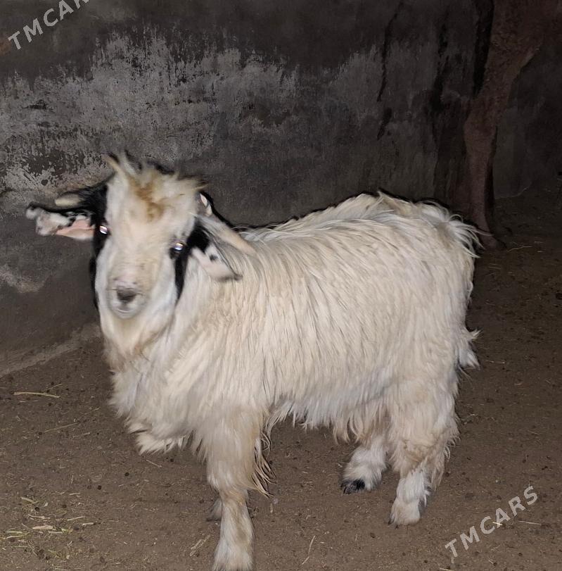 teke - Çoganly - img 2