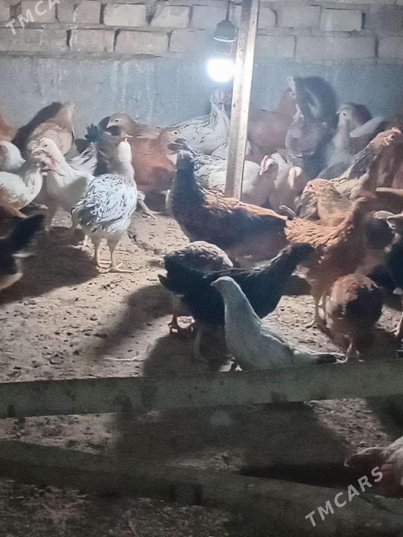 jüje - Kaka - img 5