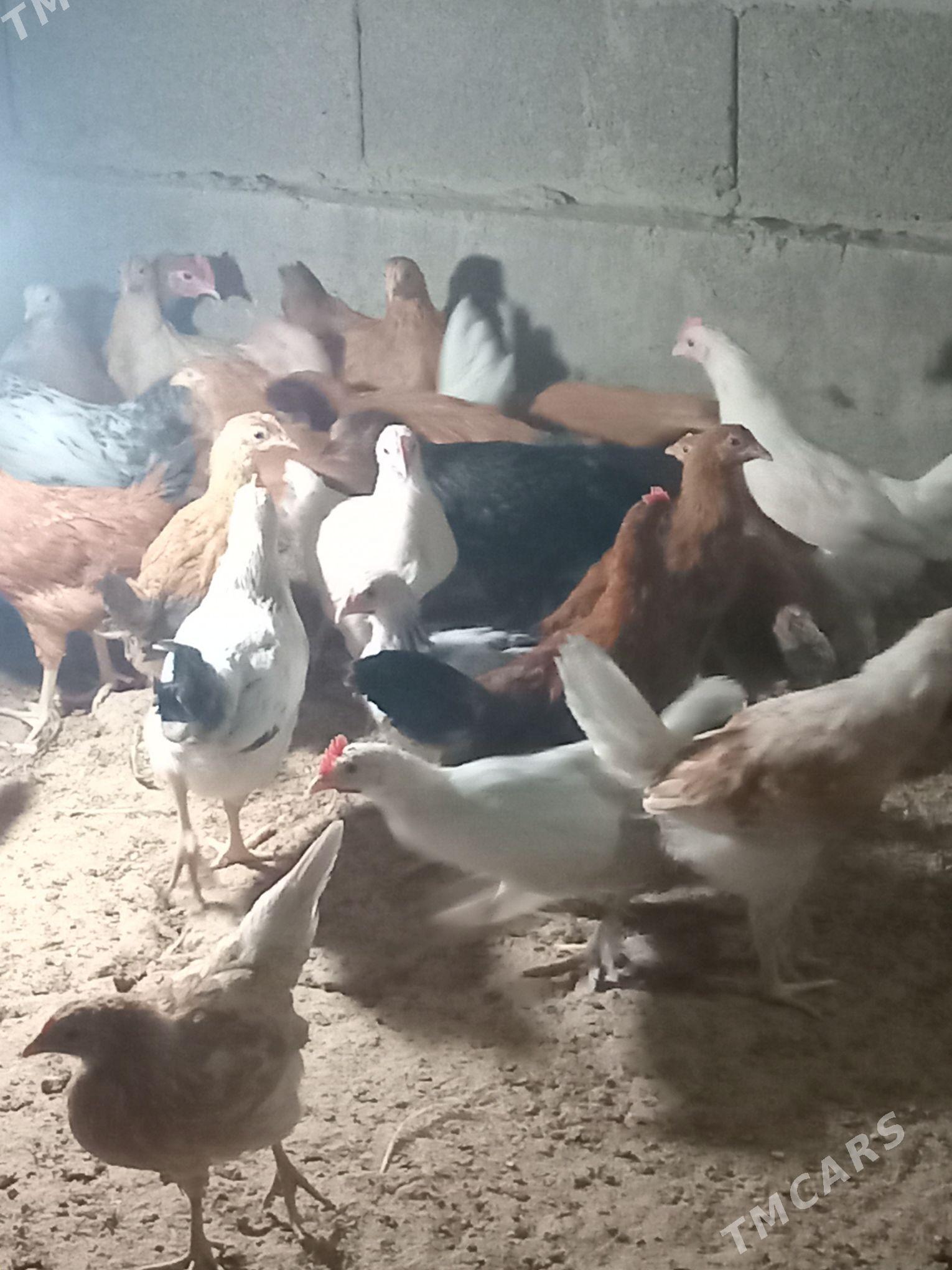 jüje - Kaka - img 10