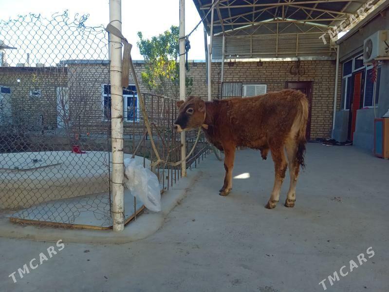 okuz - Bäherden - img 3