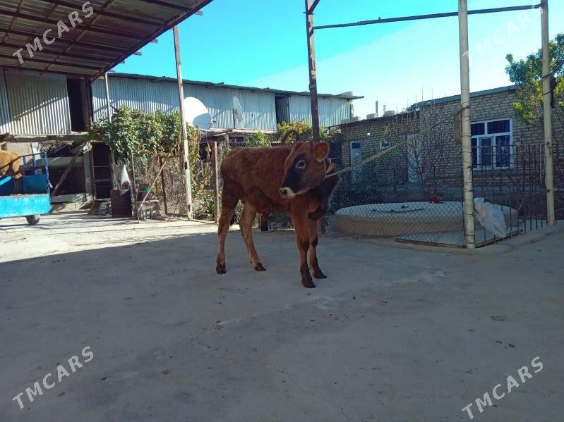 okuz - Bäherden - img 2