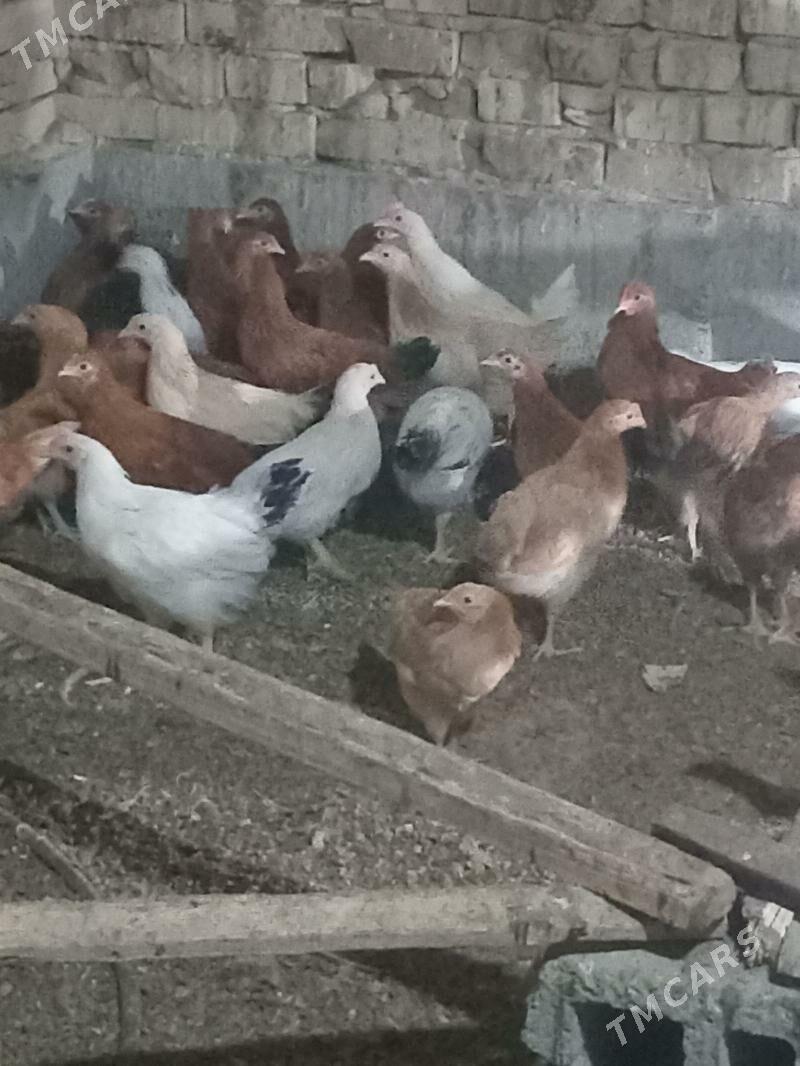 jüje - Kaka - img 6