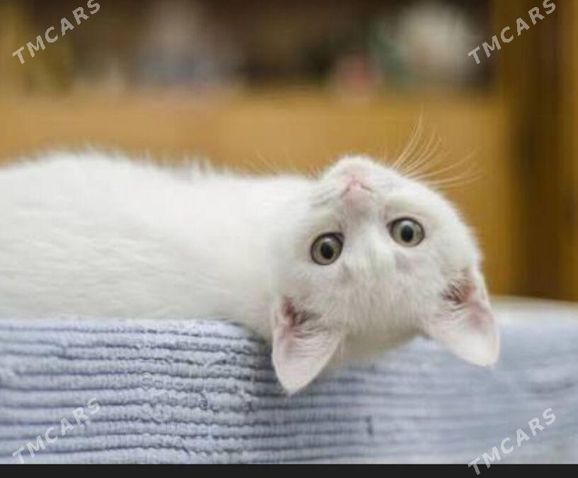 кошечка ищет семью - Aşgabat - img 2