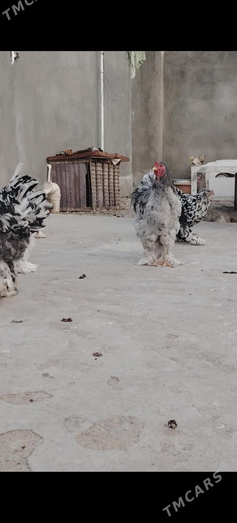 Brama Blu Motlet - Балканабат - img 3