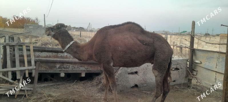 duye torumy yok - Balkanabat - img 2