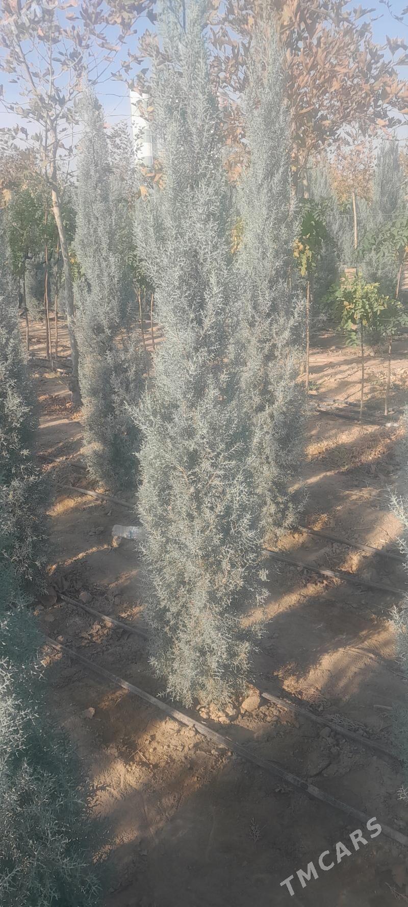 Arizona yolka - Bäherden - img 2