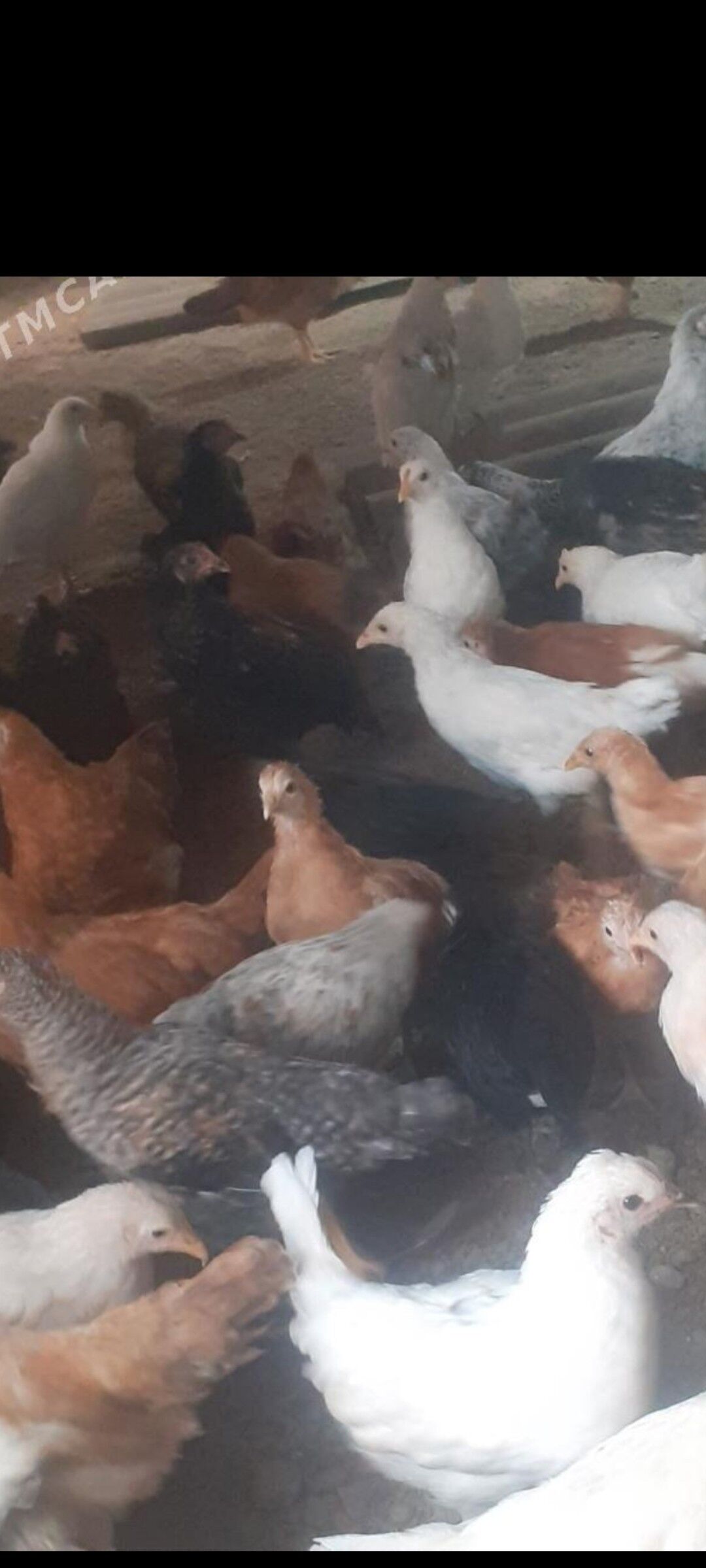 towuk juje - Мургап - img 3