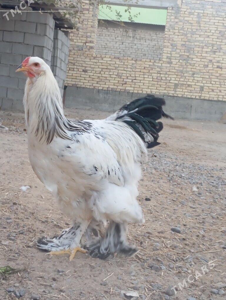 Brama horazlar - Garadamak - img 2