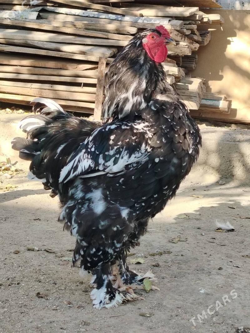 Brama Mramyr - Balkanabat - img 1