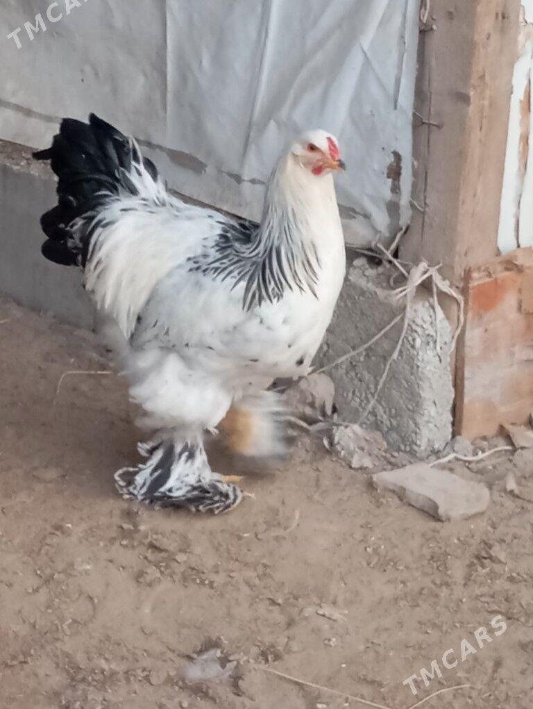 Brama horazlar - Garadamak - img 3