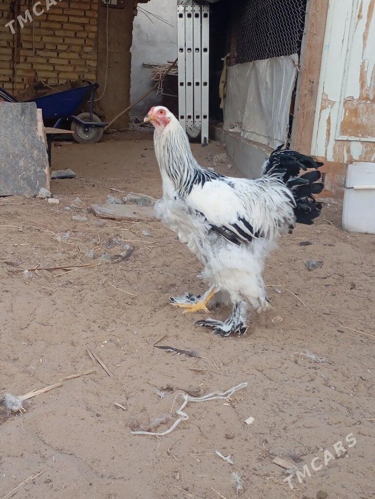 Brama horazlar - Garadamak - img 4