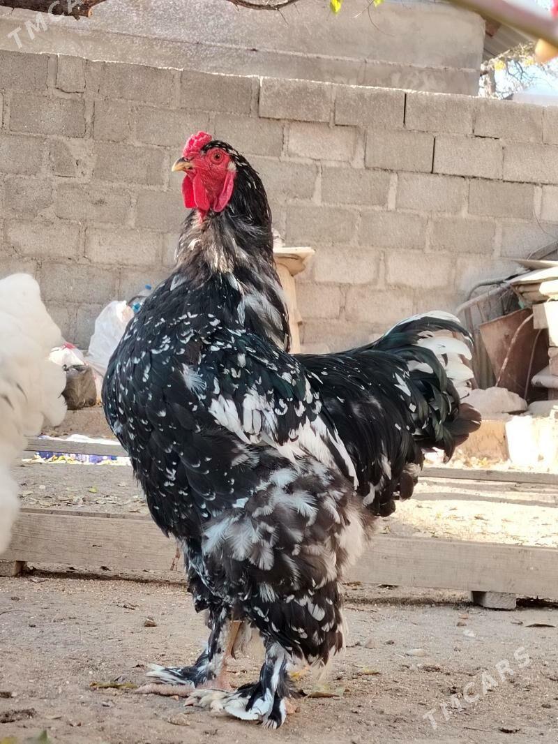 Brama Mramyr - Balkanabat - img 5