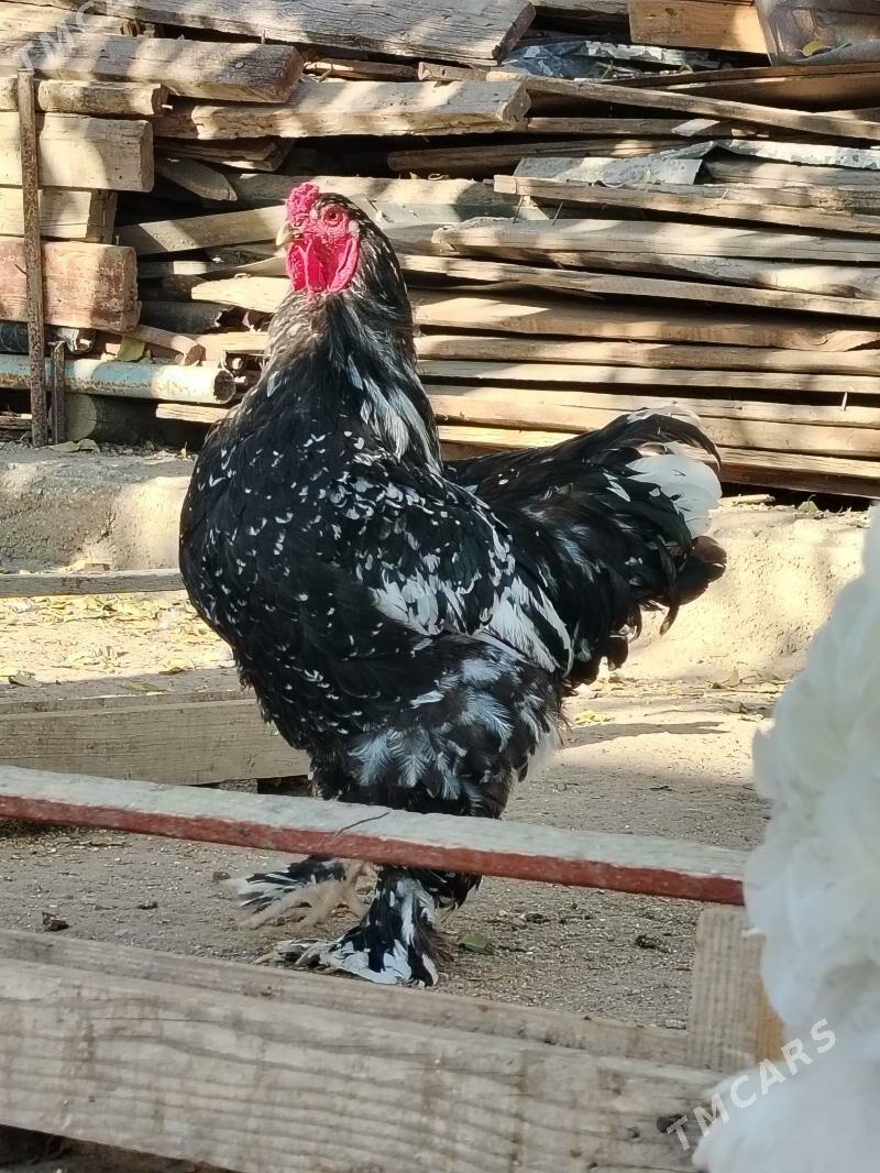 Brama Mramyr - Balkanabat - img 4