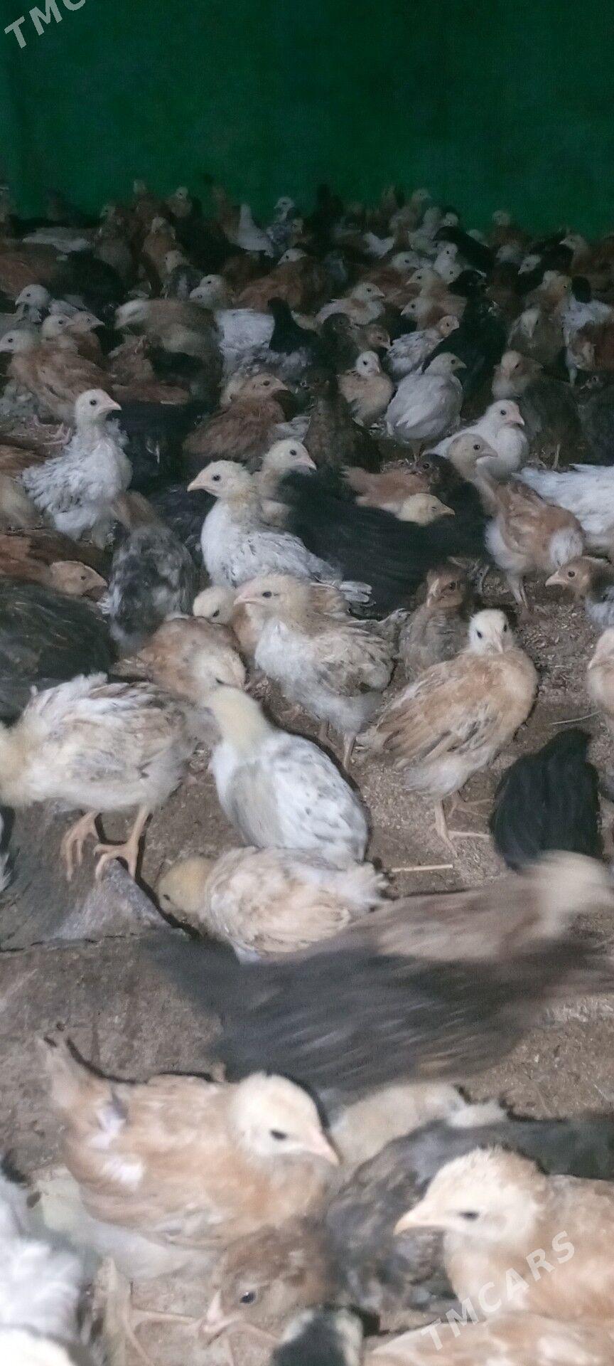 jüýje - Мары - img 3