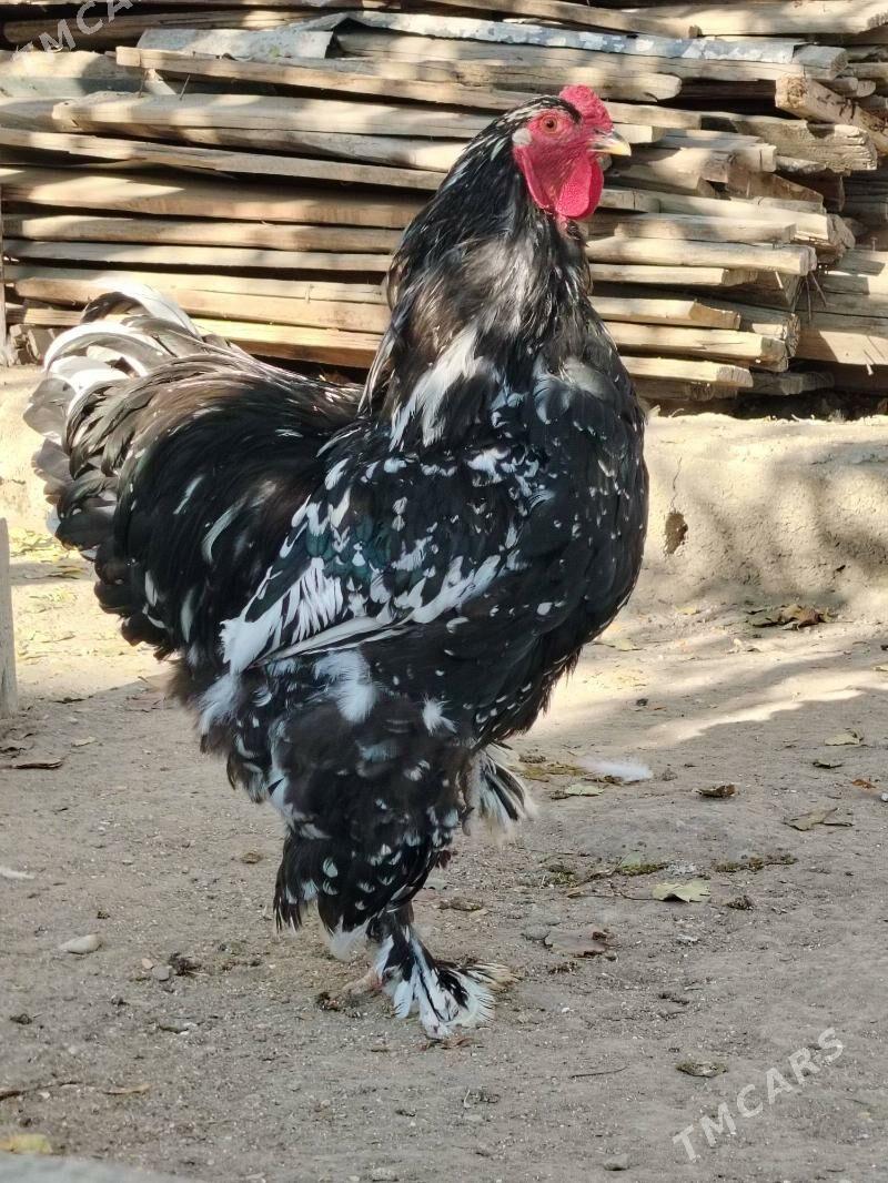 Brama Mramyr - Balkanabat - img 3