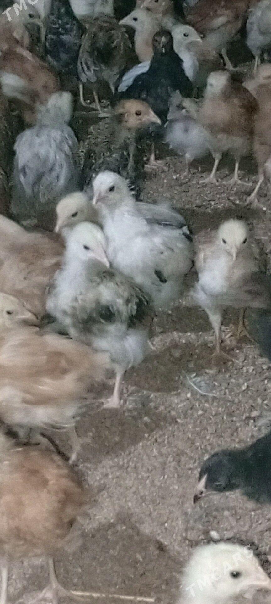 jüýje - Мары - img 2