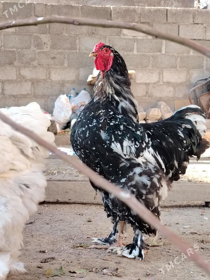 Brama Mramyr - Balkanabat - img 6