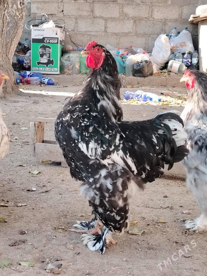 Brama Mramyr - Balkanabat - img 7