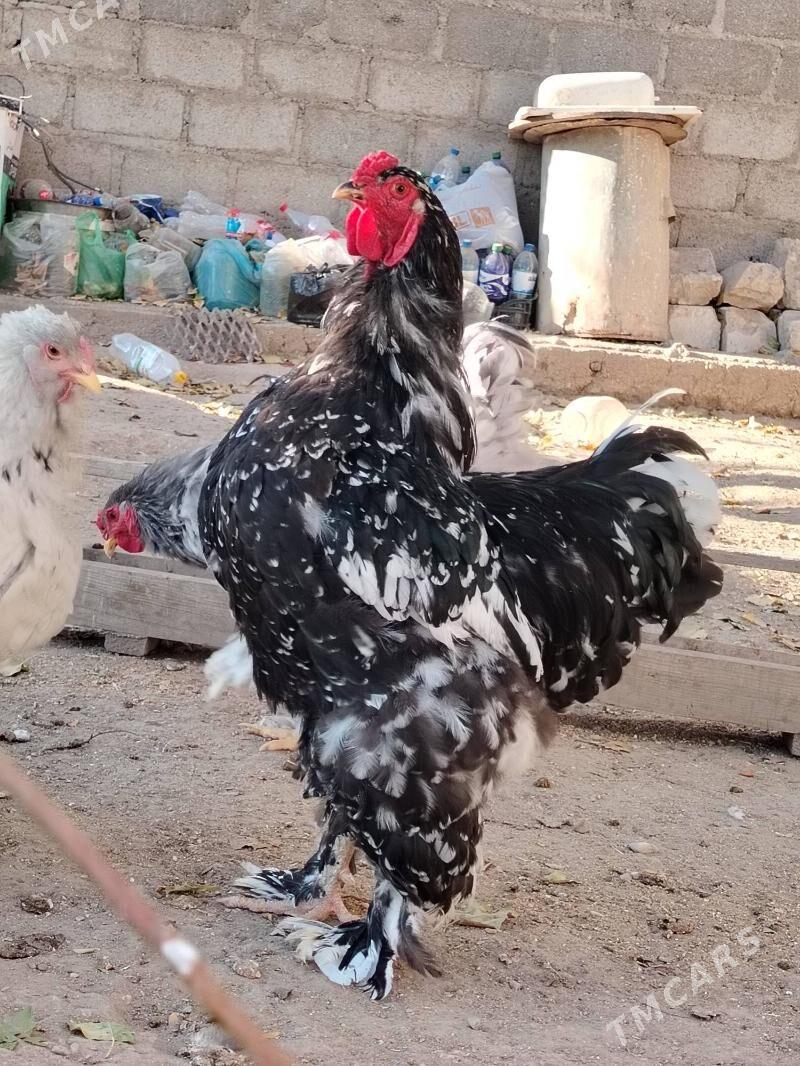 Brama Mramyr - Balkanabat - img 8