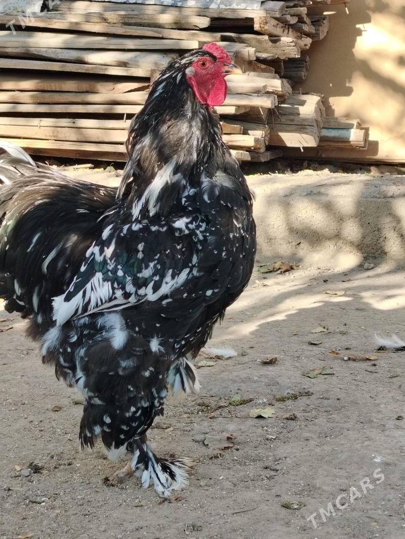 Brama Mramyr - Balkanabat - img 2