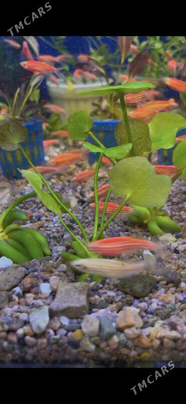 Аквариум Растения - 1 мкр - img 2