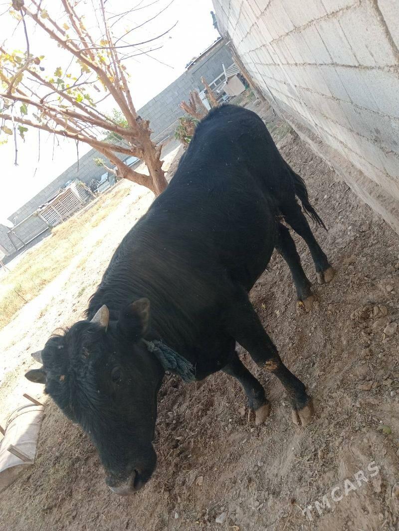 Öküz - Garadamak Şor - img 3