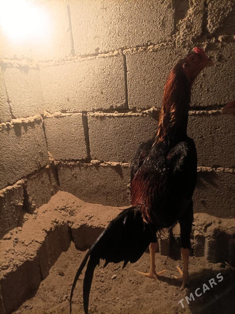 horaz - Aşgabat - img 4