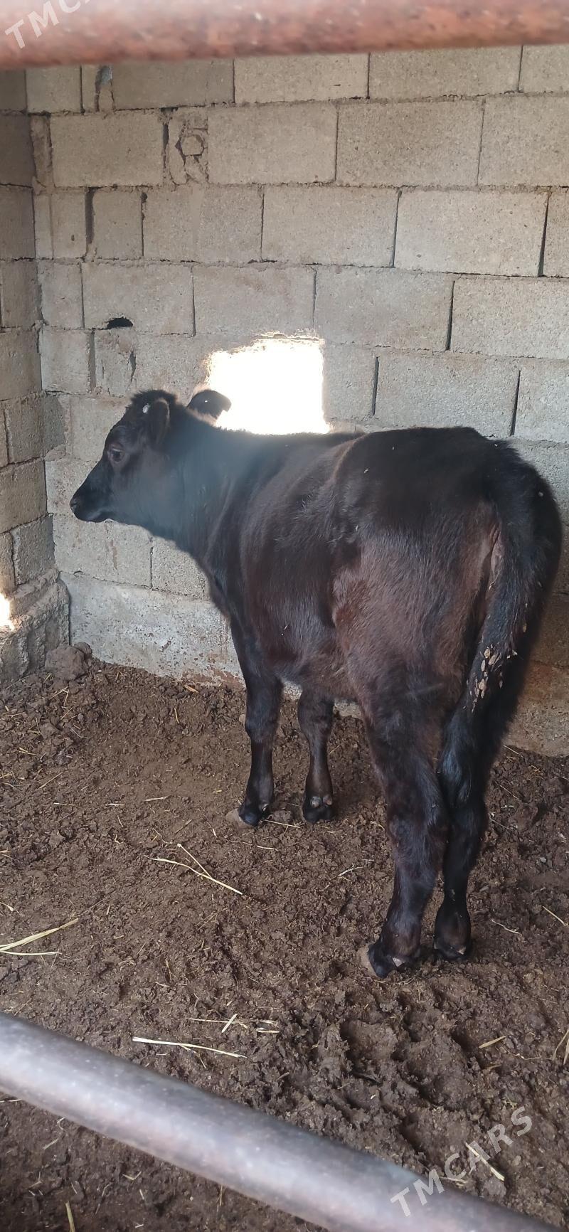 Tüwe - Чоганлы - img 3