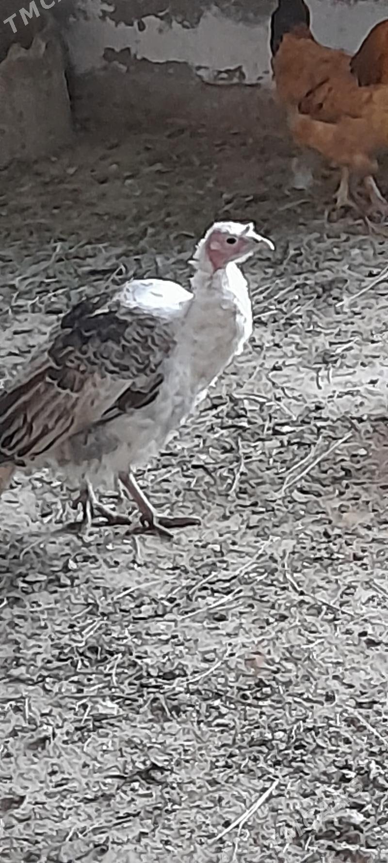 induk juyje - Бахарден - img 2