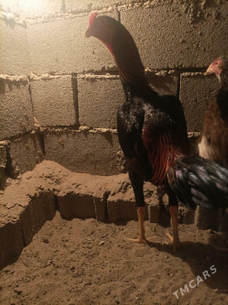 horaz - Aşgabat - img 3