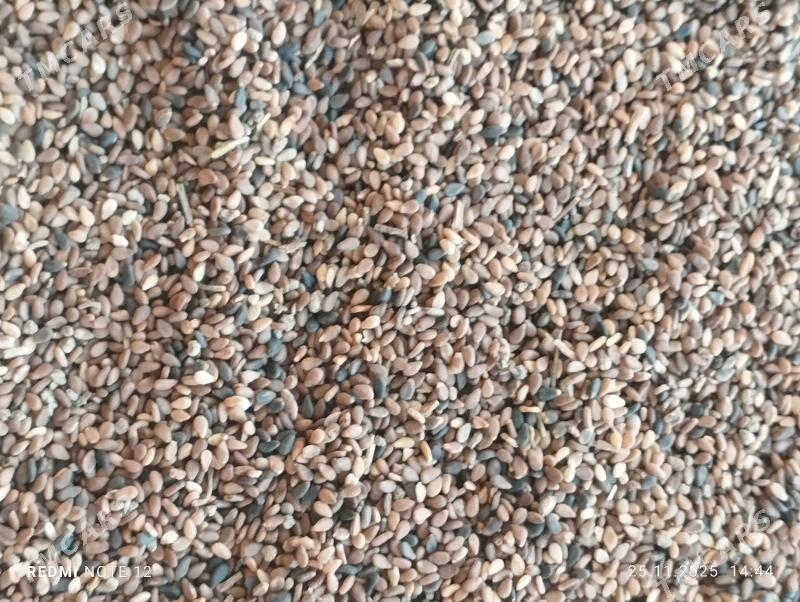 mäş künji - Baýramaly - img 2