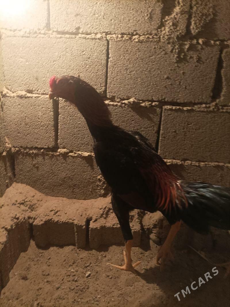 horaz - Aşgabat - img 5