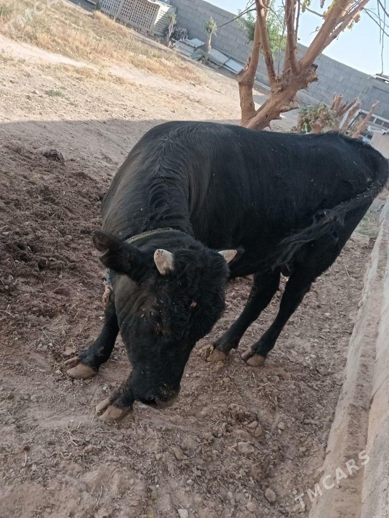 Öküz - Garadamak Şor - img 4