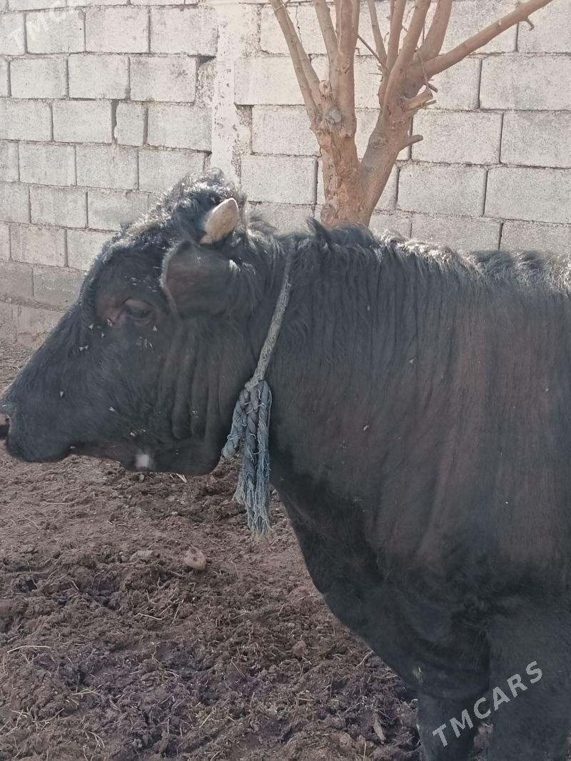 Öküz - Garadamak Şor - img 2