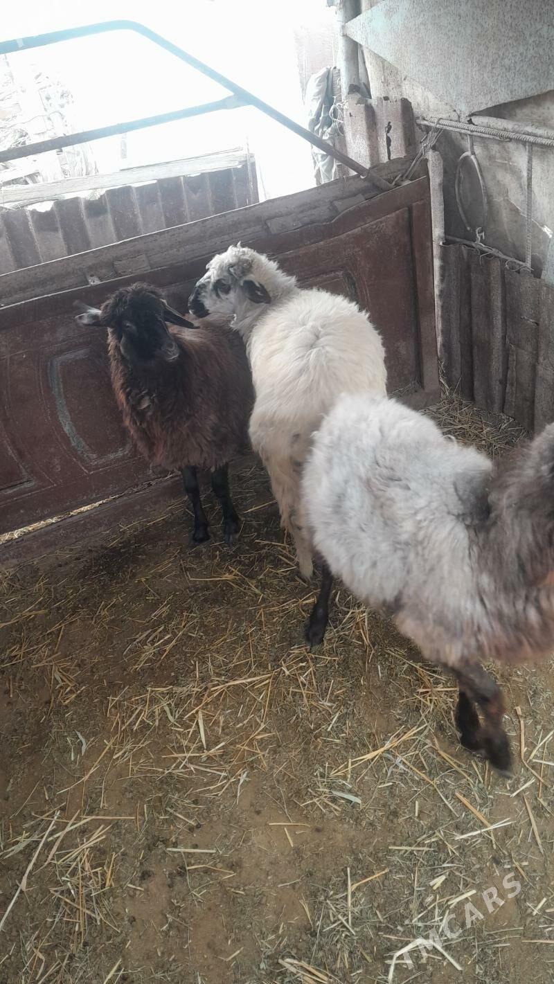 goýum - Эсенгулы - img 2