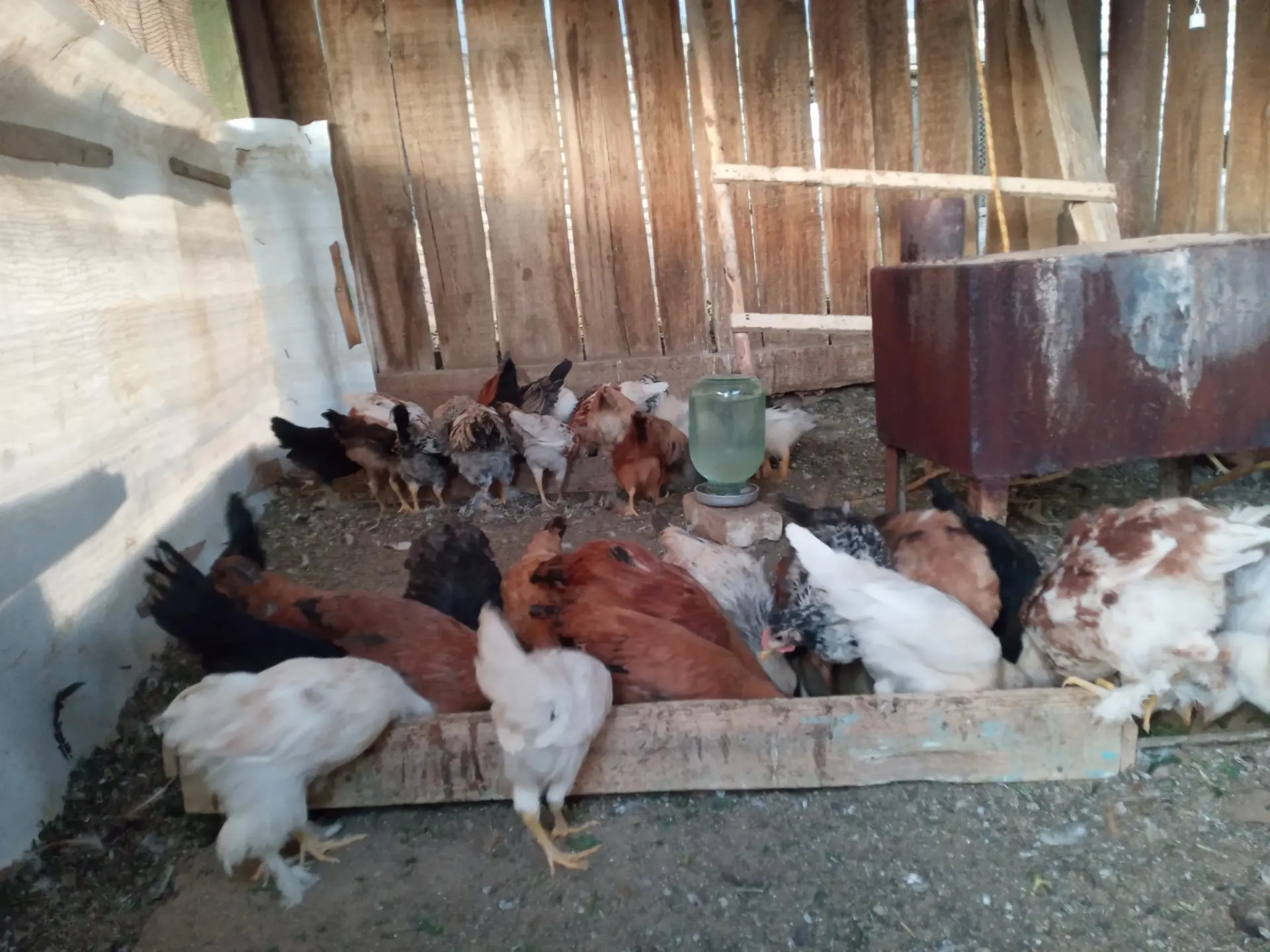 4 aylyk juyje - Сакарчага - img 2