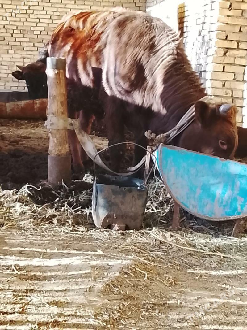 okuzler - Мары - img 2