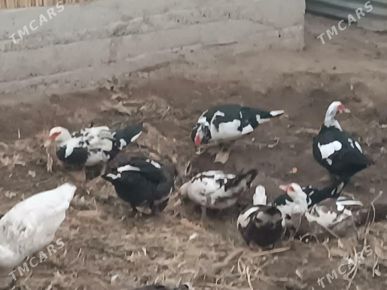 INDAWUTGA - Mary - img 4