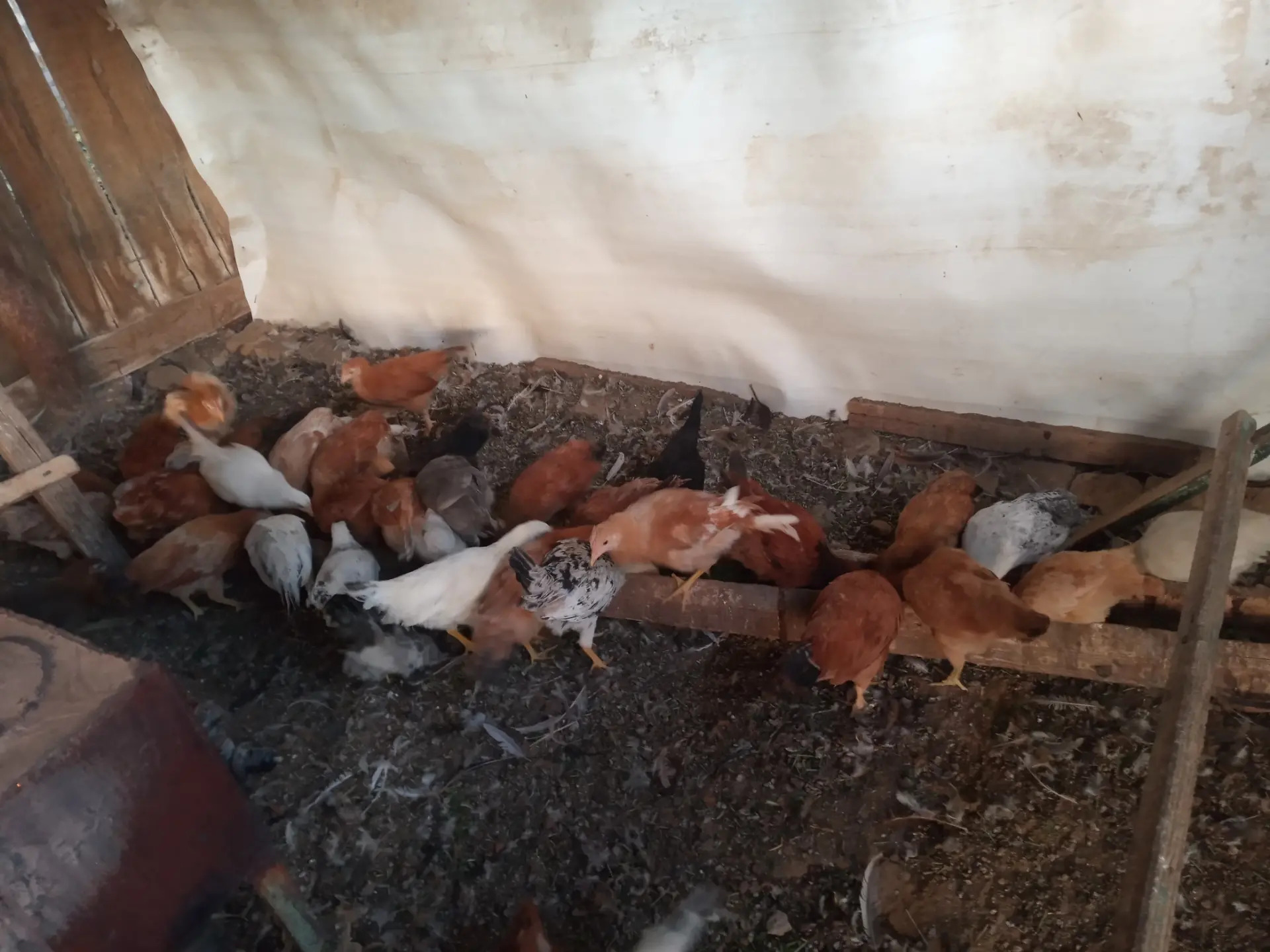 4 aylyk juyje - Сакарчага - img 3