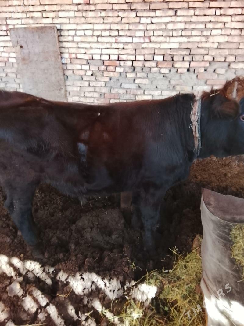 okuzler - Мары - img 4