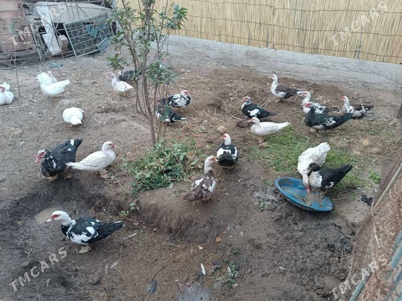 INDAWUTGA - Mary - img 3