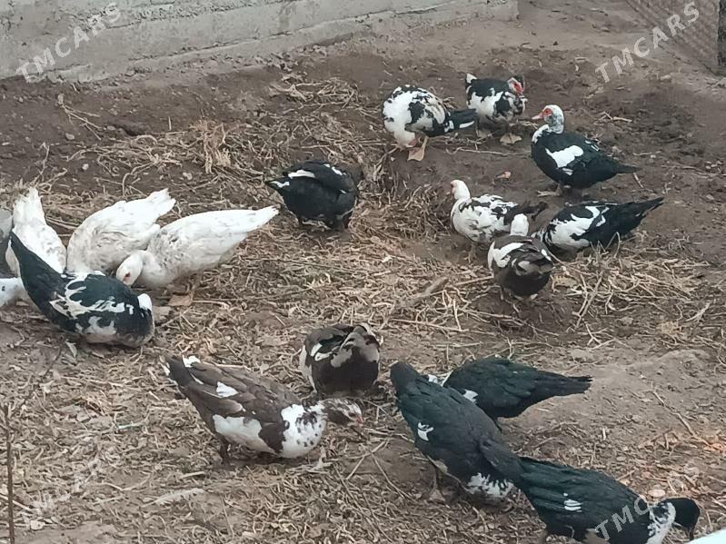 INDAWUTGA - Mary - img 6