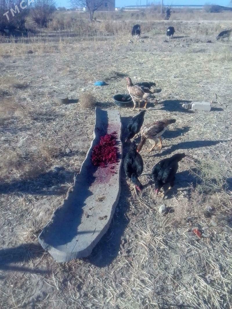 Dekan - Акдепе - img 5