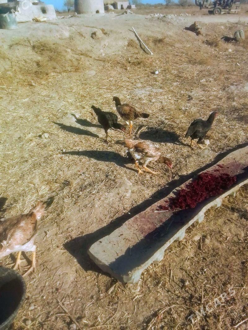 Dekan - Акдепе - img 3