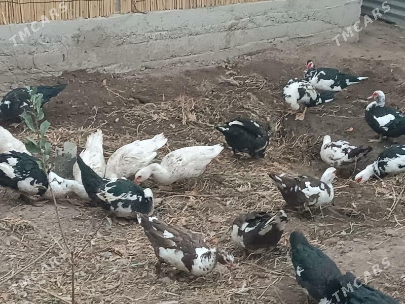 INDAWUTGA - Mary - img 7