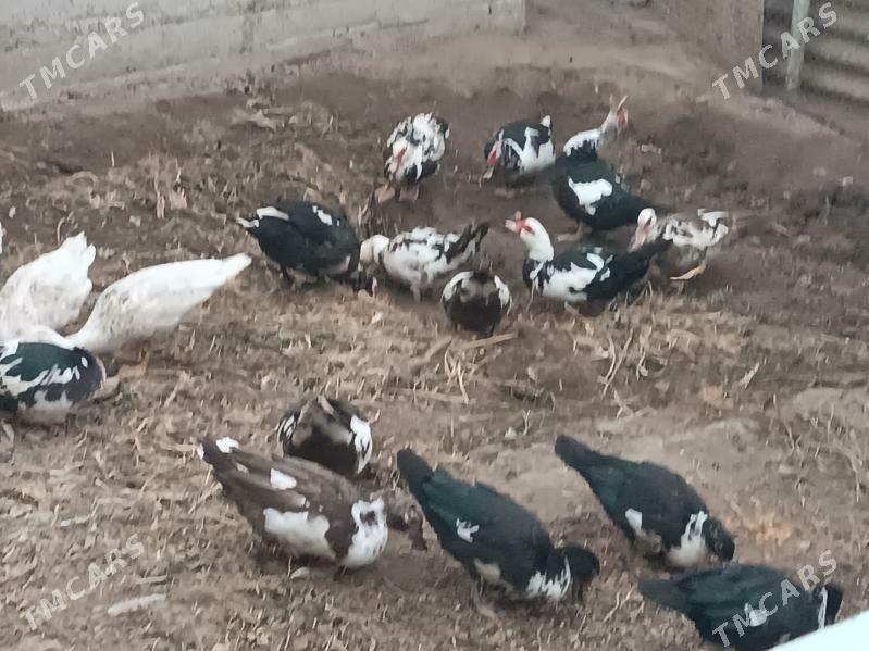 INDAWUTGA - Mary - img 5