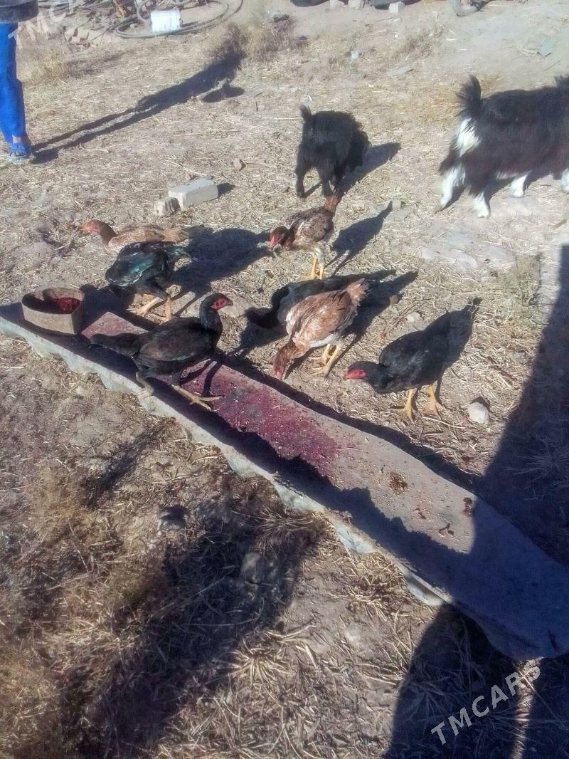 Dekan - Акдепе - img 2