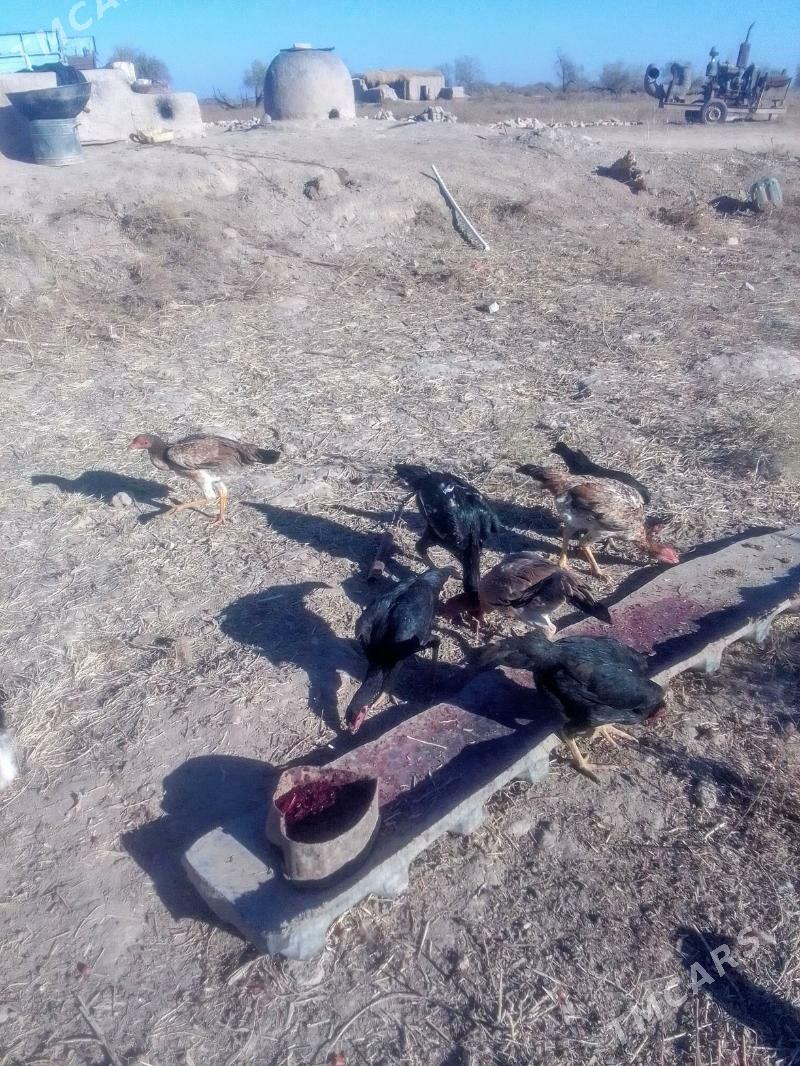 Dekan - Акдепе - img 4